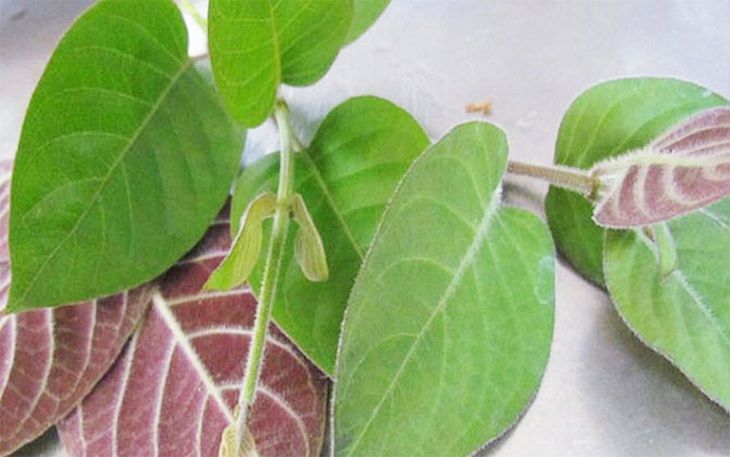 Lá mơ lông có tác dụng giảm triệu chứng của viêm tai giữa