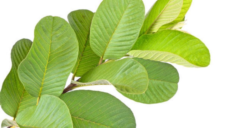 Lá ổi chứa chất kháng viêm
