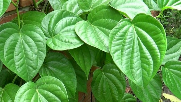 Lá trầu không có tính sát khuẩn, kháng viêm, tiêu đờm và loại trừ một số vi khuẩn rất tốt