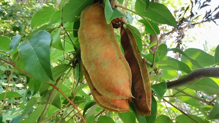 tinh chất Mucuna Pruriens có trong thuốc được chiết xuất từ cây mắt mèo tinh chất từ cây mắt mèo Mucuna Pruriens