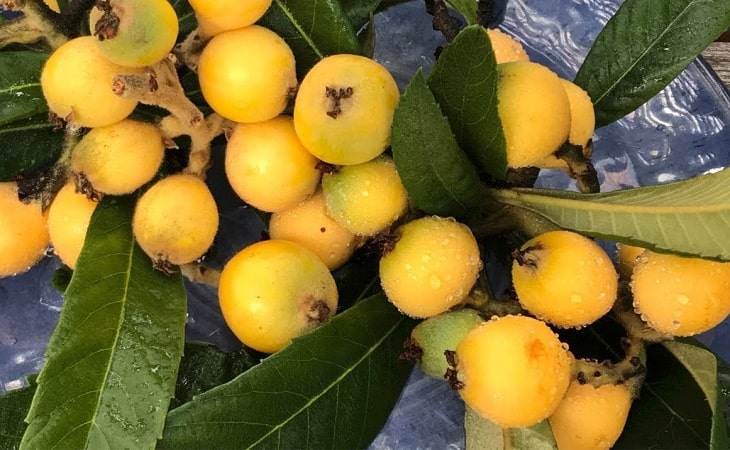 Quả sơn trà là một thành phần có trong thuốc này Quả sơn trà là một thành phần có trong thuốc này