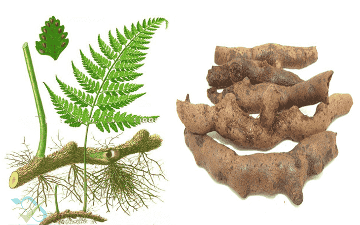 Cây cốt toái bổ thường được dùng để bổ thận, tăng lưu thông máu Cây cốt toái bổ thường được dùng để bổ thận, tăng lưu thông máu