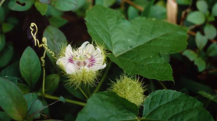 Thuốc trị mất ngủ Bonihappy có chiết xuất từ hoa lạc tiên Thuốc trị mất ngủ Bonihappy có chiết xuất từ hoa lạc tiên