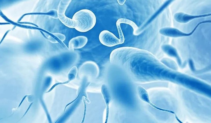 Tinh trùng có tuổi thọ từ 40 – 42 ngày trong môi trường túi tinh của nam giới