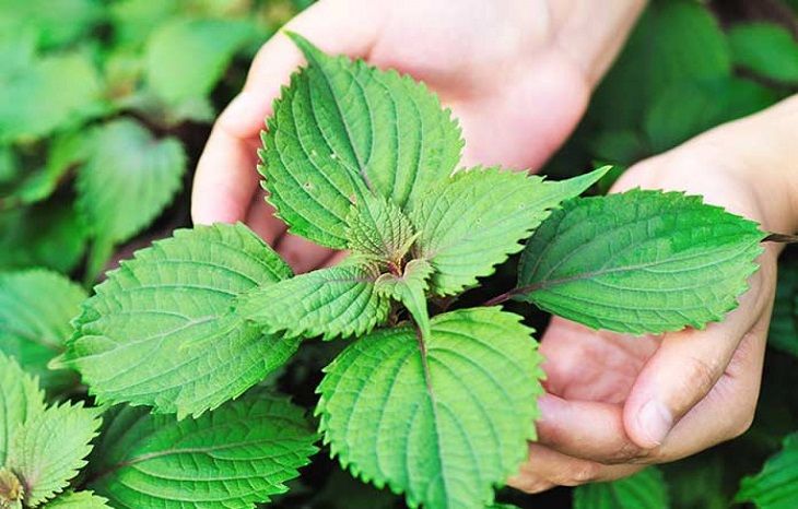 Người bệnh trào ngược dạ dày có nên ăn tía tô