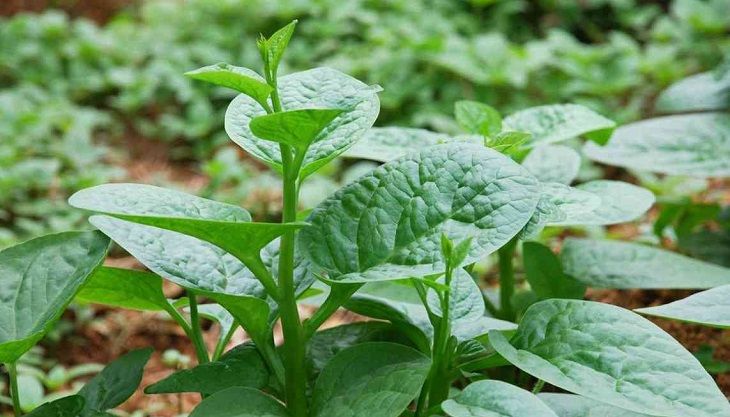 Rau mồng tơi có chất nhầy tốt cho hệ tiêu hóa