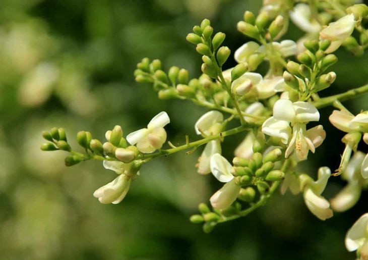 Bài thuốc chữa mất ngủ bằng hoa hòe Bài thuốc chữa mất ngủ bằng hoa hòe