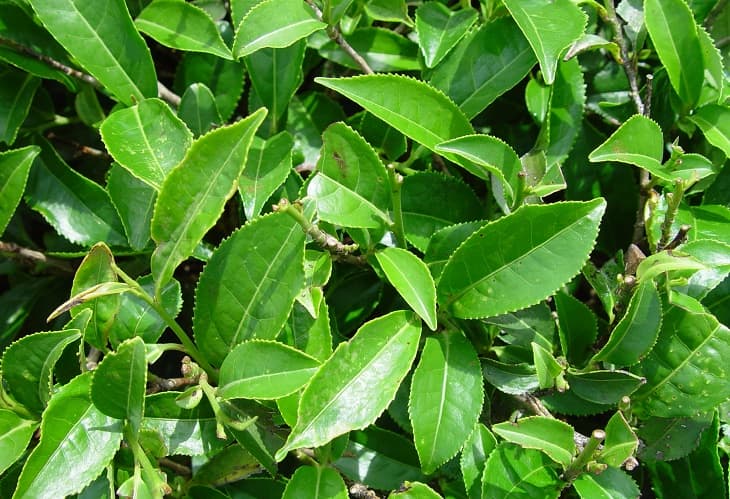 Người bệnh viêm da cơ địa có thể ngâm rửa hoặc uống lá chè xanh