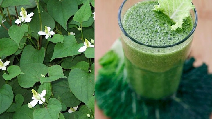 Rau diếp cá chữa viêm họng xuất huyết rất hiệu quả