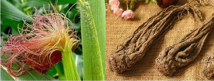 Râu ngô kết hợp nó với đương quy vĩ sẽ tạo nên loại thuốc kháng viêm, tiêu sưng, giảm đau