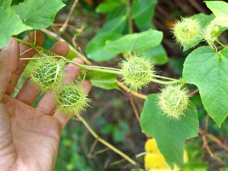 Lá cây lạc tiên có tác dụng gì trong việc hỗ trợ điều trị bệnh?