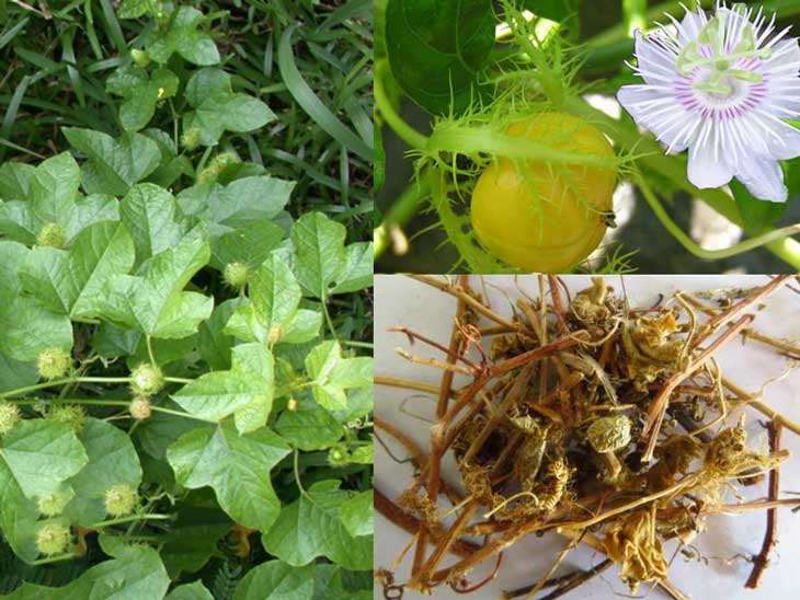Dược liệu là bài thuốc chữa chứng mất ngủ, rối loạn giấc ngủ