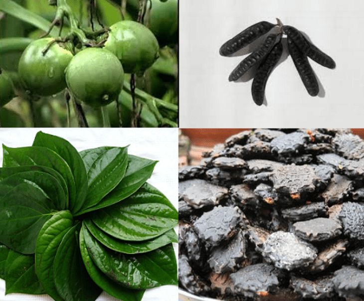 Bài thuốc trị bệnh trĩ từ xông hơi lá trầu không cùng quả câu, hạt gấc, quả bồ kết