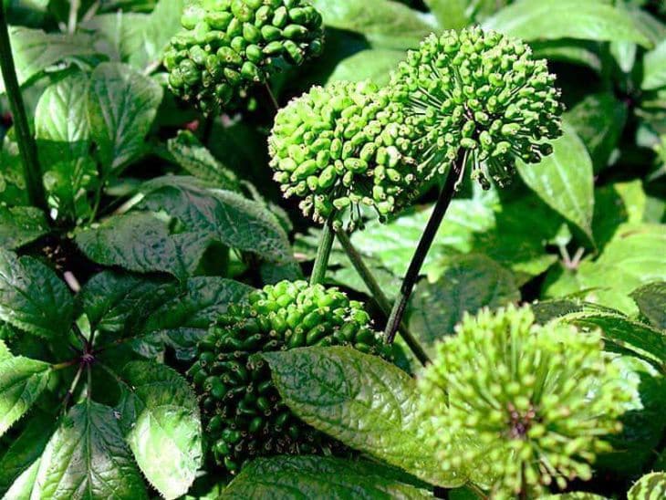 Hoa tam thất có chứa nhiều hoạt chất giúp an thần, cải thiện giấc ngủ