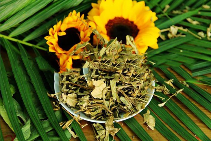 Thảo dược nổi tiếng với công dụng chữa đái tháo đường
