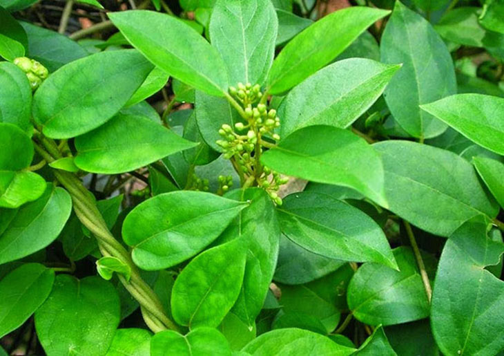 Hình ảnh cây dây thìa canh trong tự nhiên