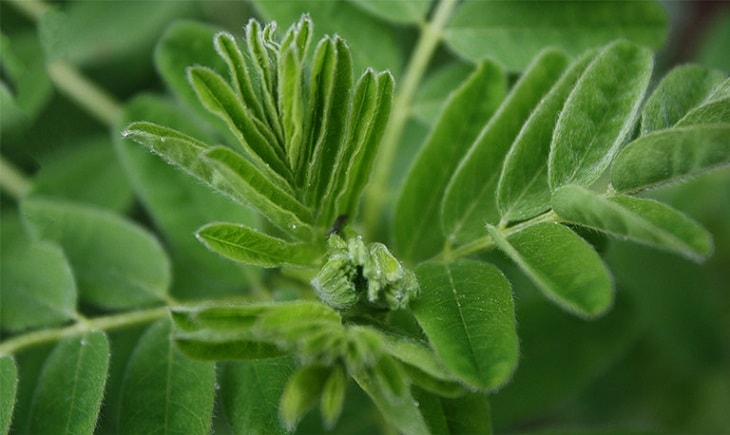 Điều trị xuất tinh sớm bằng thuốc nam từ cây hoàng kỳ Điều trị xuất tinh sớm bằng thuốc nam từ cây hoàng kỳ