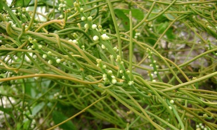 Bài thuốc từ cây tơ hồng hiệu quả cao, ít người biết Bài thuốc từ cây tơ hồng hiệu quả cao, ít người biết