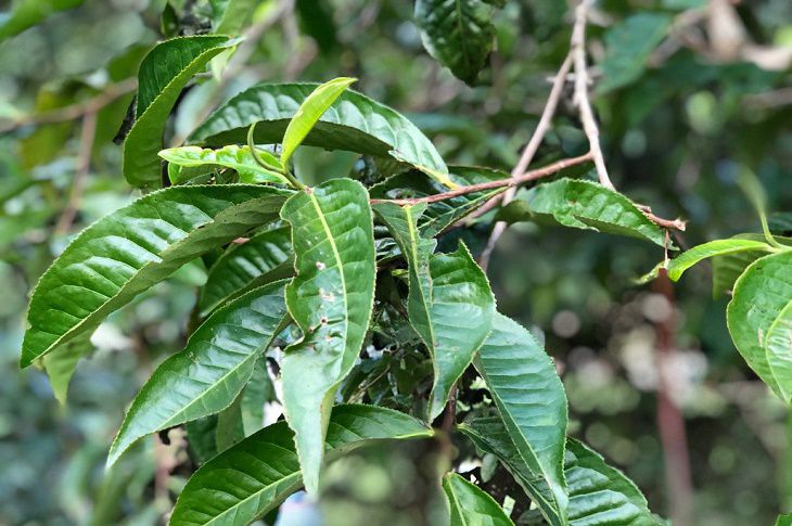 Lá trà xanh rửa bao quy đầu rất lành tính