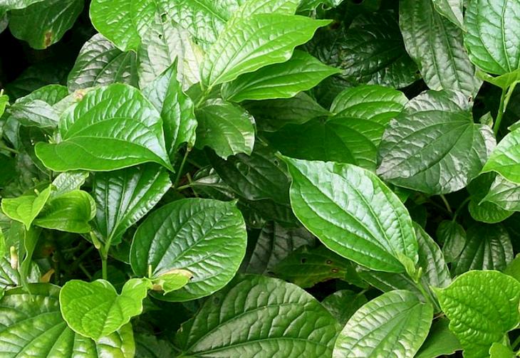 Lá lốt là bài thuốc Nam trị viêm xoang sàng sau hiệu quả