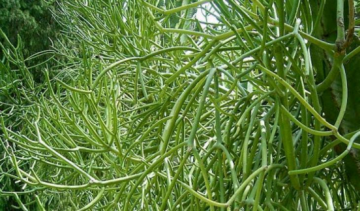 Cần lưu ý khi sử dụng cây giao chữa viêm xoang sàng sau