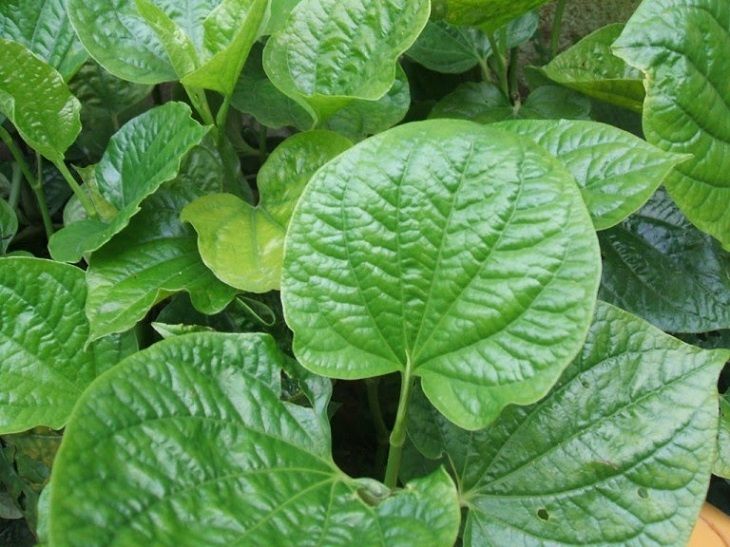 Khả năng chống viêm, hạ khí, tiêu thực giúp lá lốt chữa viêm xoang sàng sau hiệu quả