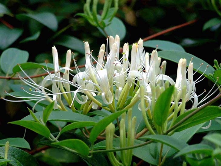 Kim ngân hoa là vị thuốc quen thuộc, có thể đẩy lùi nhanh triệu chứng viêm xoang Kim ngân hoa là vị thuốc quen thuộc, có thể đẩy lùi nhanh triệu chứng viêm xoang