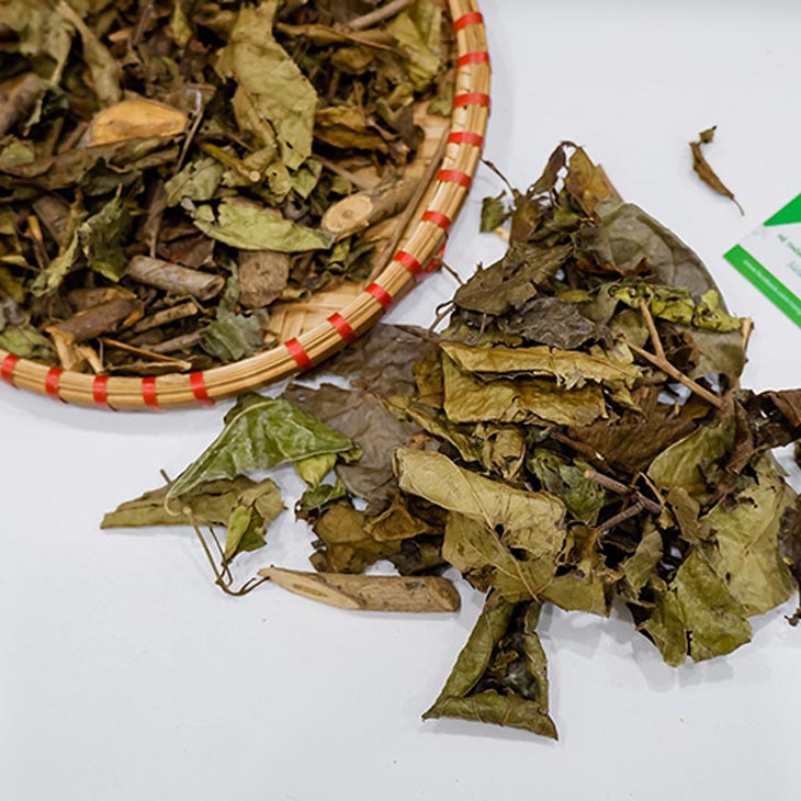 Dược liệu xạ đen cao cấp đạt chuẩn GACP tại Vietfarm