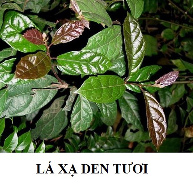 Công dụng của lá xạ đen cầm máu, chữa bệnh da liễu