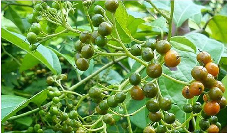 Cây xạ đen được người Mường phát hiện và sử dụng đầu tiên