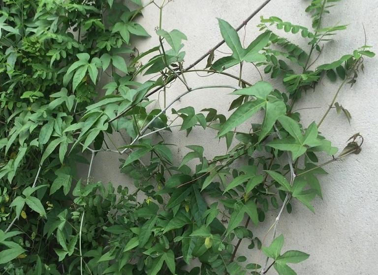 Chìa vôi giúp làm giảm triệu chứng đau nhức do thoái hóa đốt sống Chìa vôi giúp làm giảm triệu chứng đau nhức do thoái hóa đốt sống