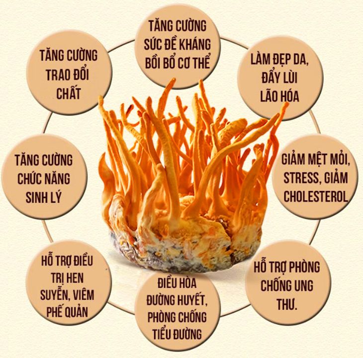 Đây là dược liệu quý sở hữu rất nhiều công dụng tuyệt vời cho sức khỏe
