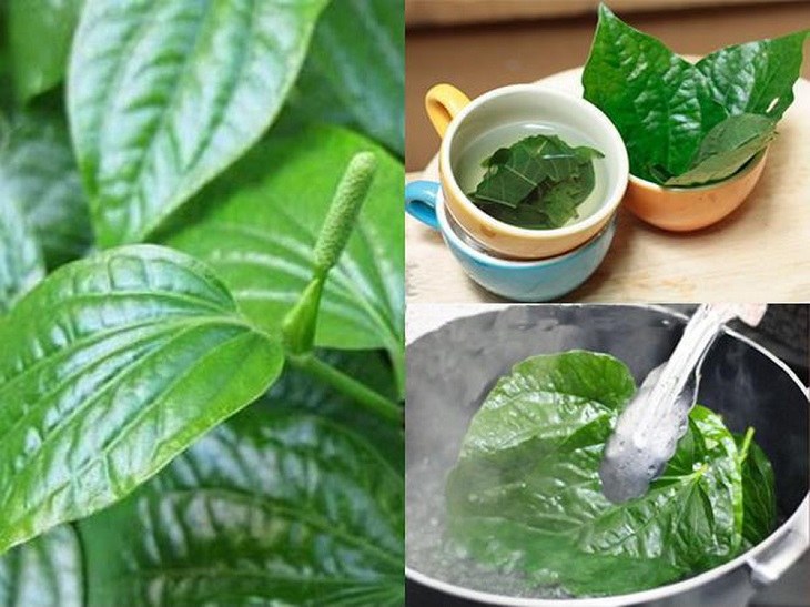 Lá lốt được minh chứng đem lại nhiều hiệu quả tích cực trong điều trị thoát vị đĩa đệm