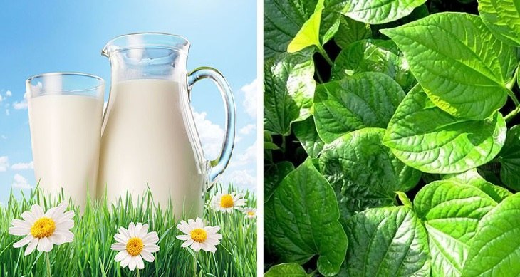 Kết hợp lá lốt và sữa bò tươi vừa giúp trị bệnh hiệu quả, vừa hỗ trợ tăng sức khỏe xương khớp