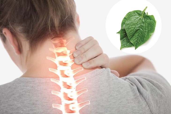 Thực hiện đúng các lưu ý chữa thoát vị đĩa đệm bằng lá lốt giúp tăng hiệu quả trị bệnh và đảm bảo an toàn