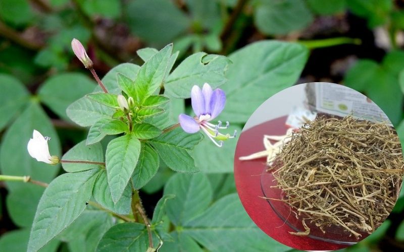 Có thể dùng mần ri tươi hoặc mần ri khô để chữa thoát vị đĩa đệm