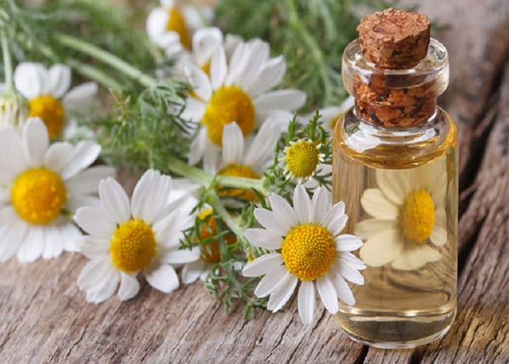 Trong hoa cúc trắng có chứa thành phần triterpenoid glycoside và thujone có khả năng kháng nấm, tăng lưu thông máu và thư giãn tinh thần