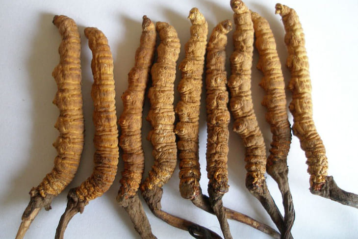 Đông trùng hạ thảo được sử dụng kết hợp với tổ yến có thể dùng cho cả người già, trẻ nhỏ hơn 5 tuổi, người trưởng thành Đông trùng hạ thảo được sử dụng kết hợp với tổ yến có thể dùng cho cả người già, trẻ nhỏ hơn 5 tuổi, người trưởng thành