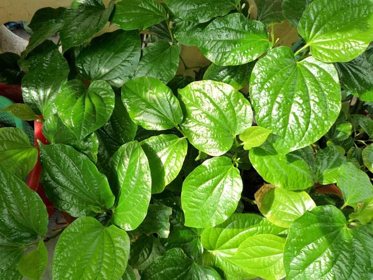 Lá trầu không chữa bệnh á sừng