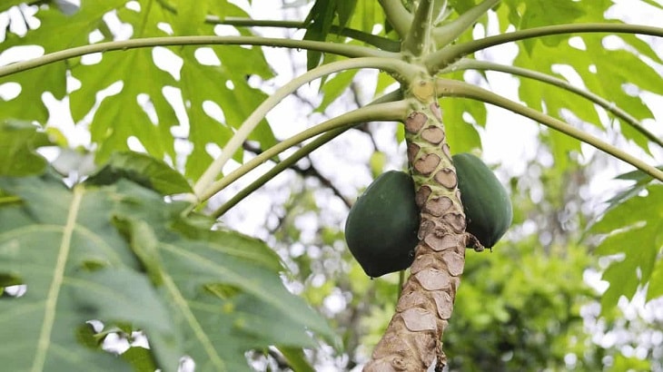 Đu đủ trị lòi dom Đu đủ trị lòi dom