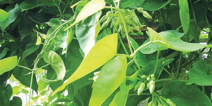 Lá thiên lý giúp trị chứng lòi dom hiệu quả