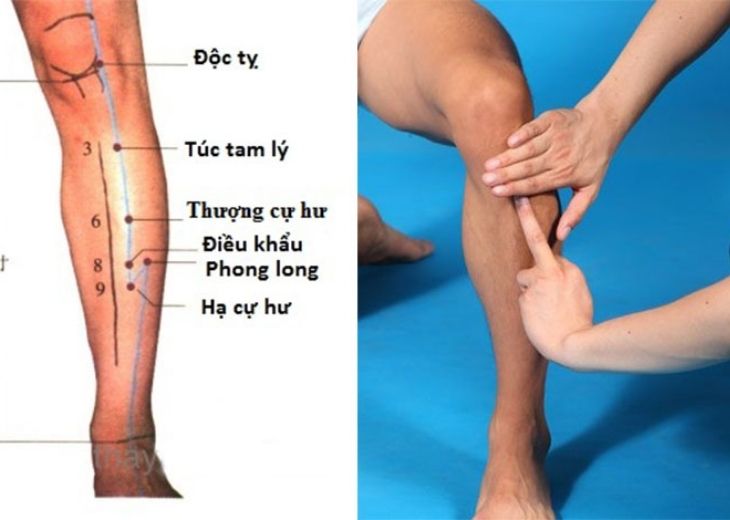 Xác định vị trí huyệt Túc tam lý
