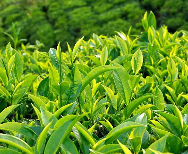 Giảm cân sau sinh bằng trà xanh là cách làm cho hiệu quả cao