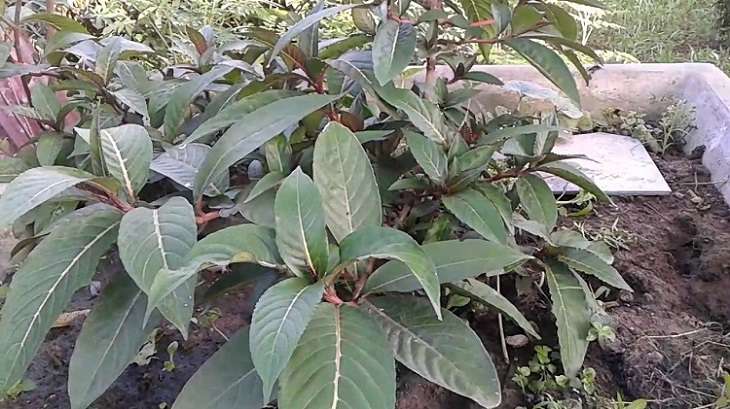 Chữa bệnh dạ dày bằng cây khôi có thể kết hợp với các dược liệu trong Đông Y