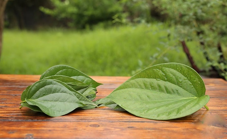Dùng lá trầu không trị tổ đỉa