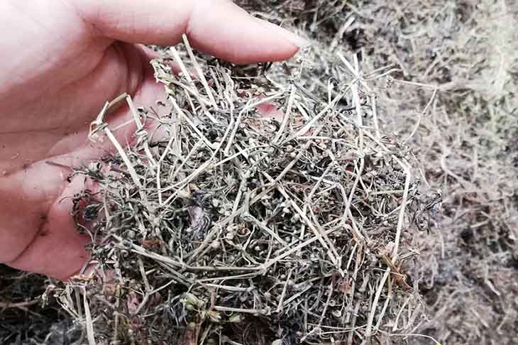 Nước sắc từ hoa mò trắng được ứng dụng trong nhiều bài thuốc trị bệnh