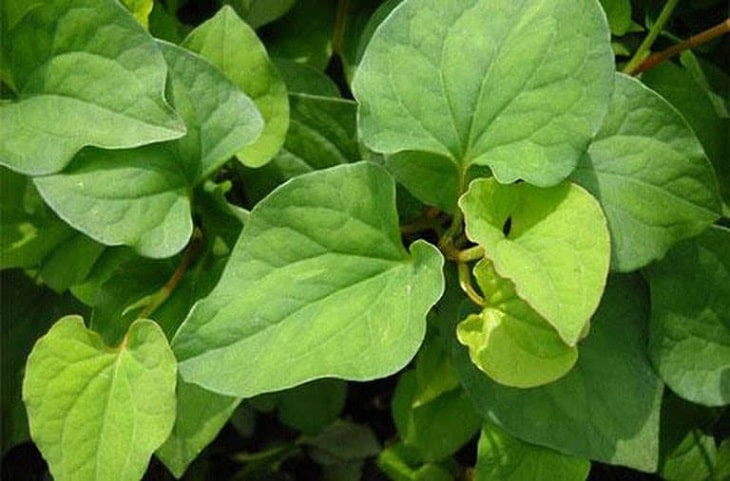 Để hạn chế tác dụng phụ như khi sử dụng thuốc Tây, người bệnh có thể tham khảo các bài thuốc trị thận yếu theo Đông y Để hạn chế tác dụng phụ như khi sử dụng thuốc Tây, người bệnh có thể tham khảo các bài thuốc trị thận yếu theo Đông y