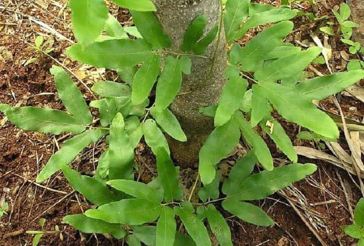 Bòng bong là thảo dược có vị ngọt, tính hàn, có tác dụng lợi tiểu, đào thải độc tố ra bên ngoài