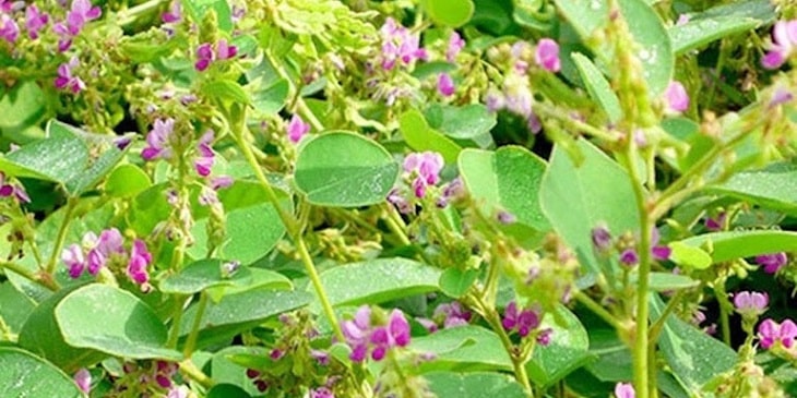 Kim tiền thảo hay còn có tên gọi dân gian là cây mắt trâu, là một trong những vị thuốc phổ biến được dùng để chữa thận yếu
