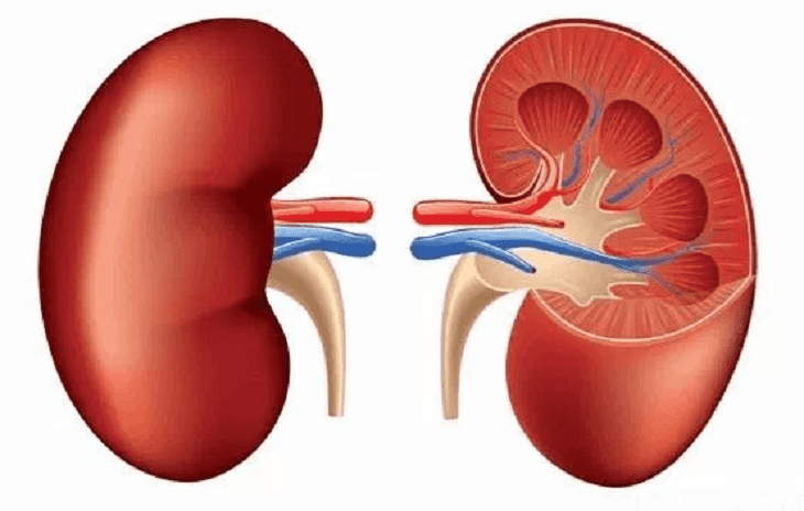 Suy thận mạn có nguy hiểm không là thắc mắc của không ít bệnh nhân